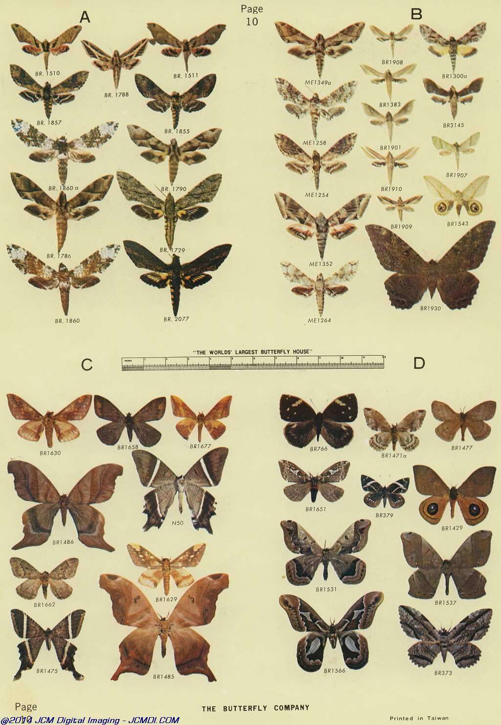 The Butterfly Company (NY) 18 page catalog 1976